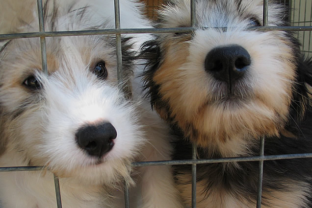 animal_protection_aegina_agistri_8