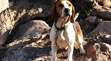 Animal issues in Greece