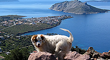 Animal Poisoning Aegina