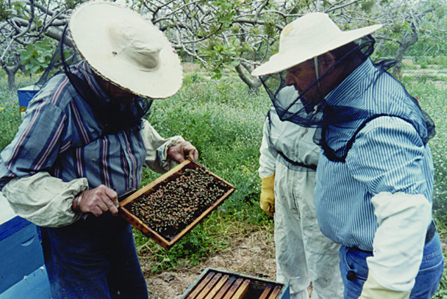 nomadic beekeeping Aegina