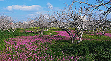 The nature of Aegina