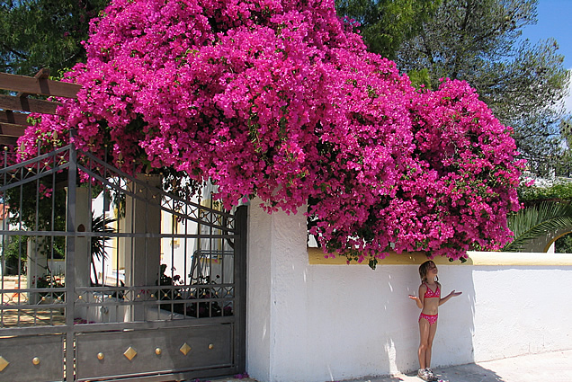 flowers_aegina_2