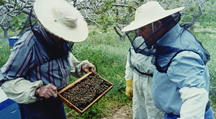 Visionary, nomadic beekeeping