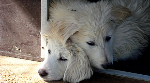 Animal Welfare - 26 September until 2 October FREE neutering and cats