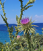 nature_1