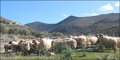 Environmentalists warn that an ecologically sensitive area of Aegina could be endangered by the relocation of one of the island's two cement plants