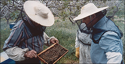 Visonary, nomadic beekeeping
