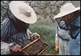 Visionary nomadic beekeeping