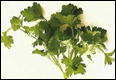 Herbal help for health 