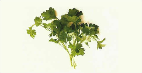 Herbal Help for Health