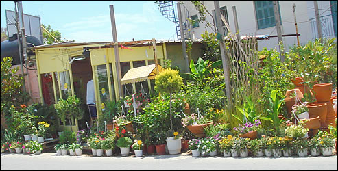 Fresh Flowershop - Aegina Town - Aegina island