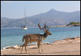 Moni island