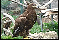 Hellenic Wildlife Hospital