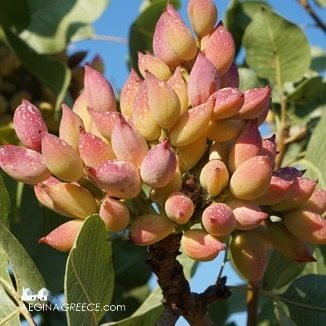 Aegina Fistiki Fest - pistachio tree in September