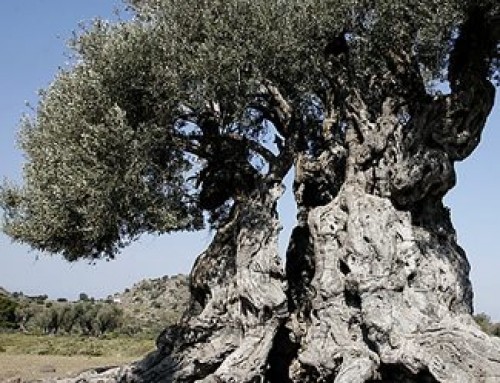 Walking at Eleonas of Aegina