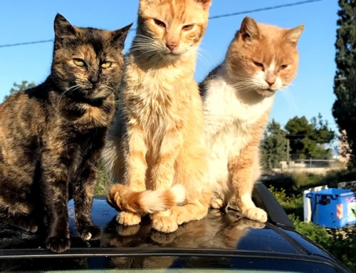 Would you like to see less stray cats in your neighbourhood on Aegina?